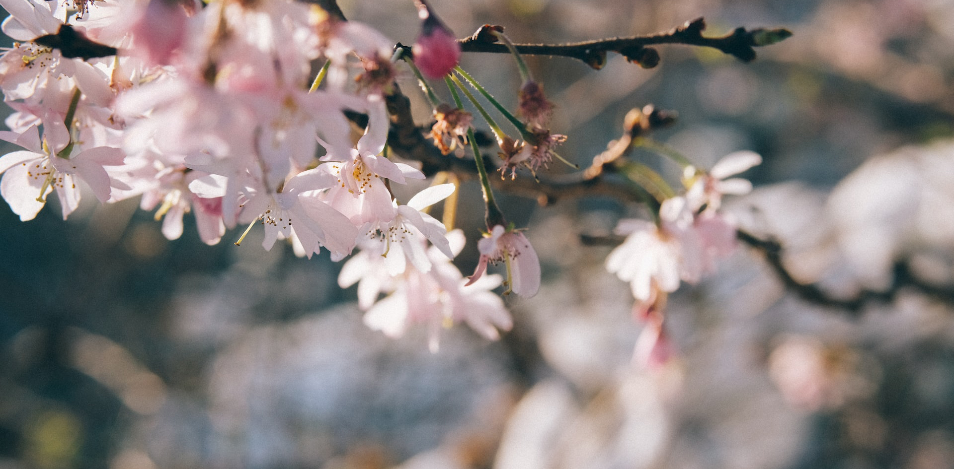 出会い系さくら